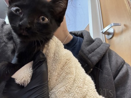 Shelter Stray Female Cat last seen Near Bouldercrest Rd SE, Atlanta, GA 30316, 30316, GA, 3280 Chamblee Dunwoody Rd, Chamblee, GA 30341, USA
