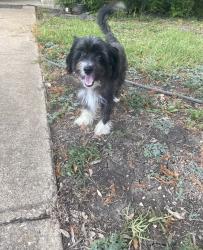 Lost Male Dog last seen Black Walnut Dr Dallas, , Dallas, TX 75243