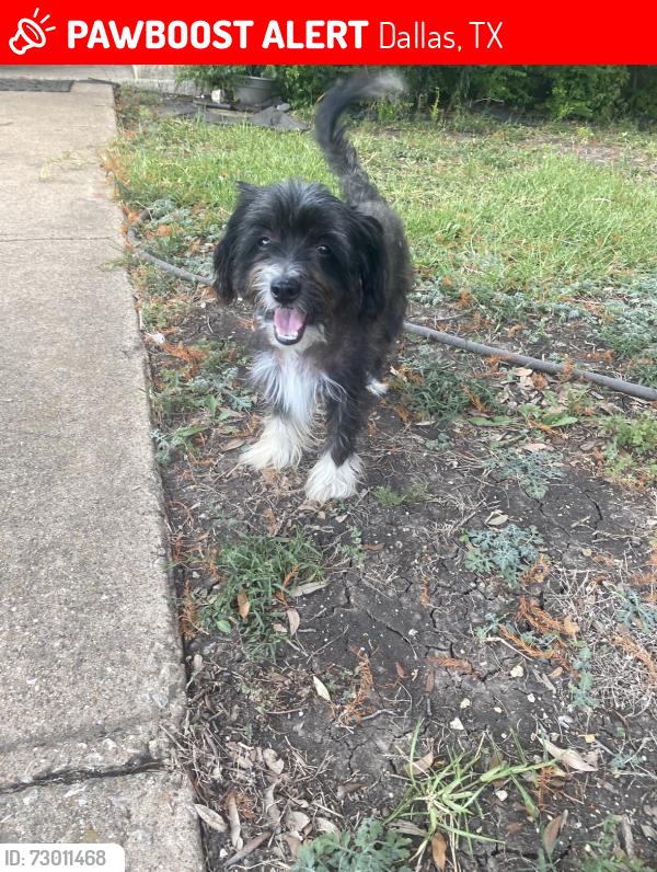 Lost Male Dog last seen Black Walnut Dr Dallas, , Dallas, TX 75243