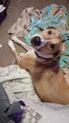 Lost Male Dog last seen Pigeon river, Canton, NC 28716