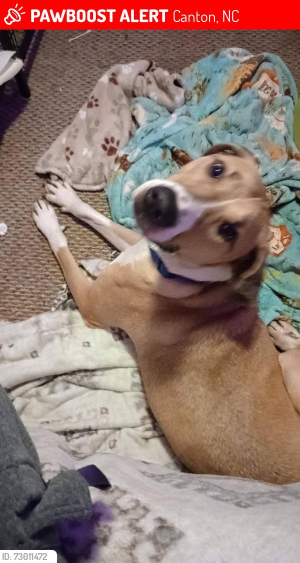 Lost Male Dog last seen Pigeon river, Canton, NC 28716