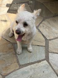 Reunited Female Dog last seen Torrey Del Mar , San Diego, CA 92129