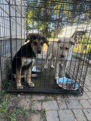 Found/Stray Male Dog last seen Highway 95, Greenback, TN 37742