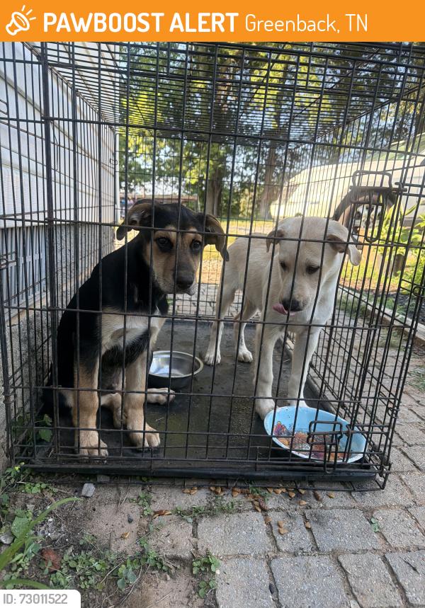 Found/Stray Male Dog last seen Highway 95, Greenback, TN 37742