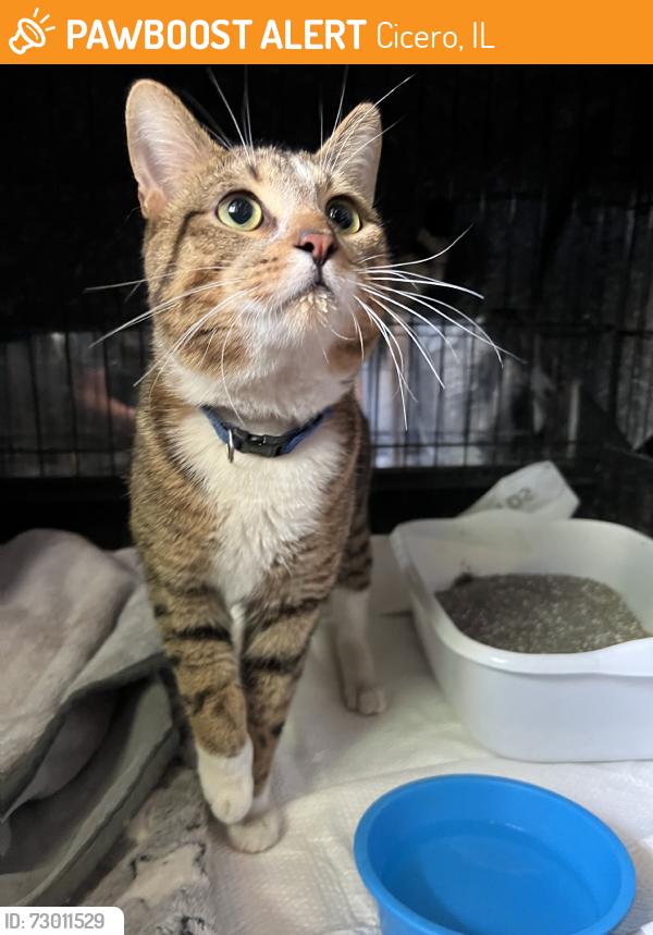 Found/Stray Male Cat last seen 19th & 57th Ct., Cicero, IL 60804