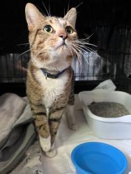 Found/Stray Male Cat last seen 19th & 57th Ct., Cicero, IL 60804