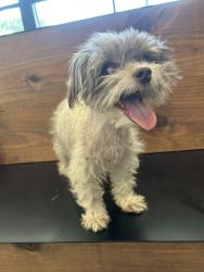 Reunited Female Dog last seen Marion’s Sampson park, Fort Worth, TX 76114