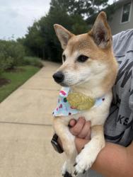Reunited Female Dog last seen Summit Point Crossing, Cypress, TX 77433
