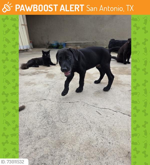 Found/Stray Female Dog last seen Little creek and raindance, San Antonio, TX 78242