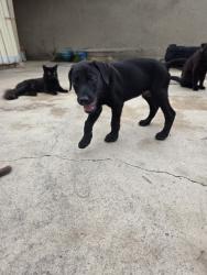 Found/Stray Female Dog last seen Little creek and raindance, San Antonio, TX 78242
