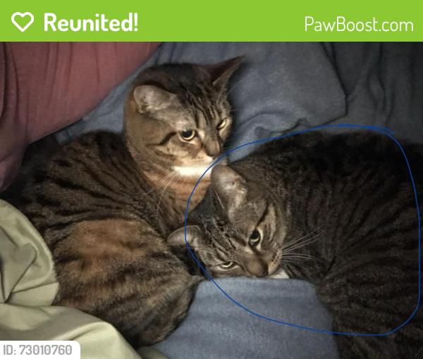 Reunited Male Cat last seen Home , Portland, PA 18351