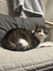 Lost Male Cat last seen Osprey woods,Lisgar Middle school, Mississauga, ON L5N 7A4