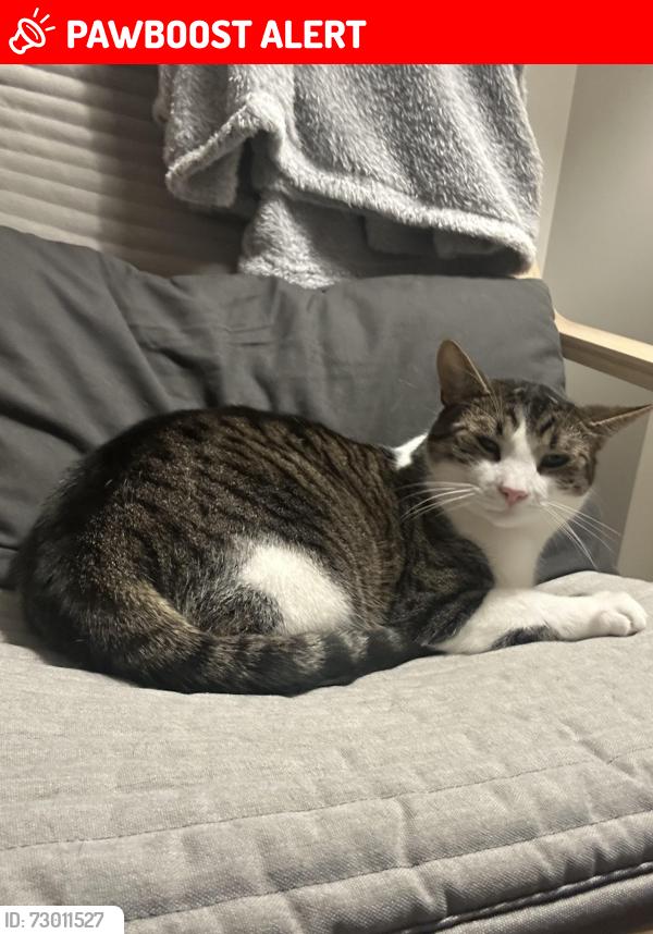 Lost Male Cat last seen Osprey woods,Lisgar Middle school, Mississauga, ON L5N 7A4