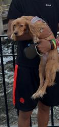 Lost Female Dog last seen Lakehurts , Port St. Lucie, FL 34983