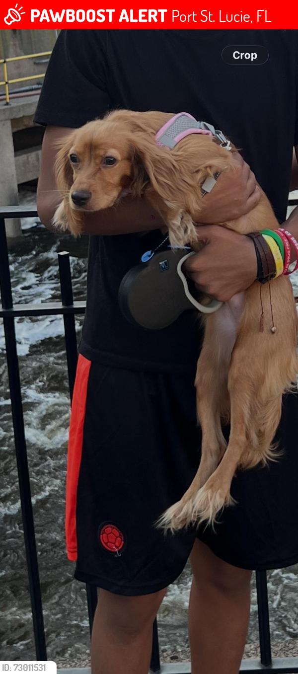 Lost Female Dog last seen Lakehurts , Port St. Lucie, FL 34983