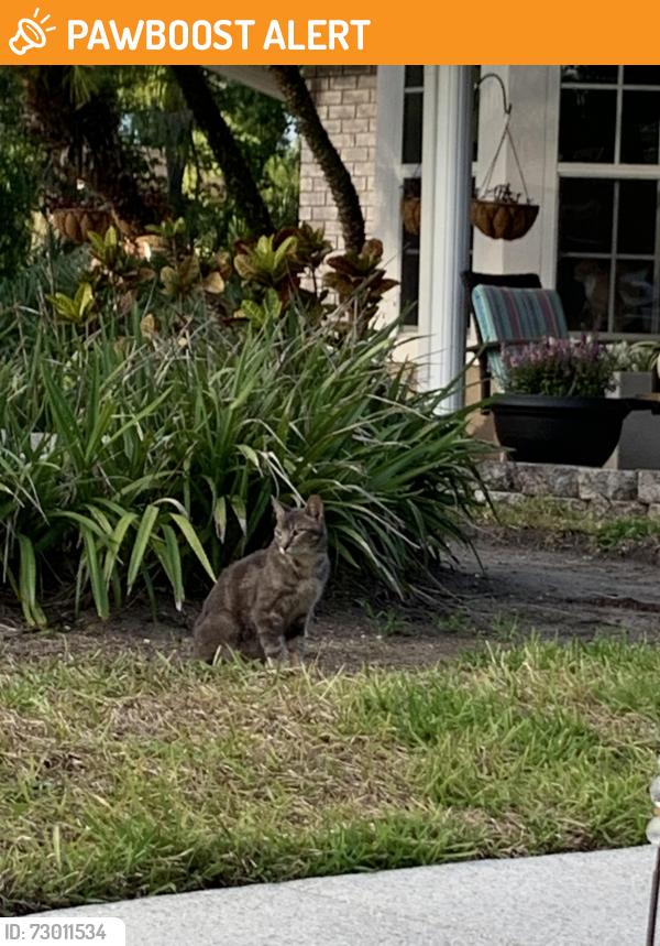 Found/Stray Unknown Cat last seen SR 44 and SR 415, Samsula-Spruce Creek, FL 32168