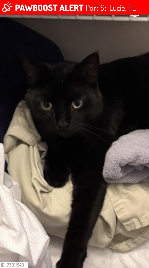 Lost Male Cat last seen NE camelot dr & solida cir, Port St. Lucie, FL 34983
