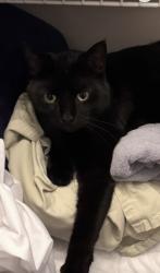 Lost Male Cat last seen NE camelot dr & solida cir, Port St. Lucie, FL 34983