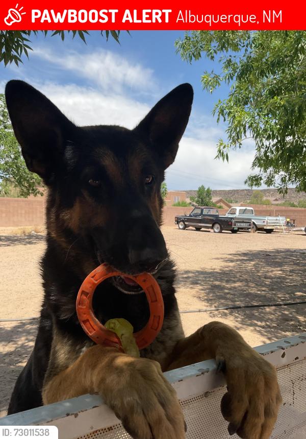 Lost Male Dog last seen Western trails and friendly pl, Albuquerque, NM 87120