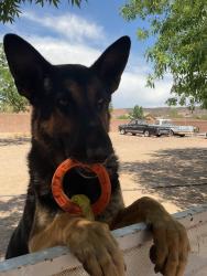 Lost Male Dog last seen Western trails and friendly pl, Albuquerque, NM 87120