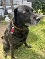 Lost Male Dog last seen River Oaks blvd, River Oaks, TX 76114