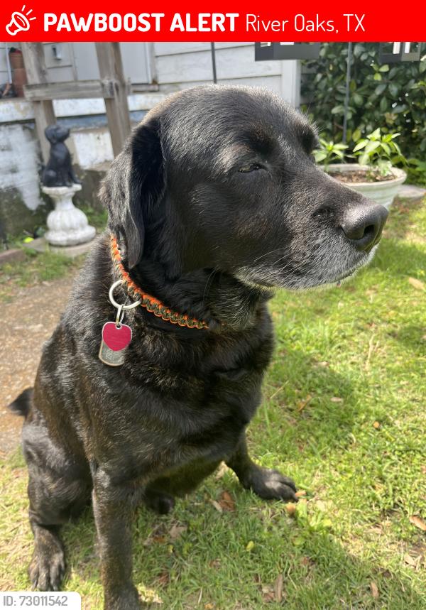 Lost Male Dog last seen River Oaks blvd, River Oaks, TX 76114