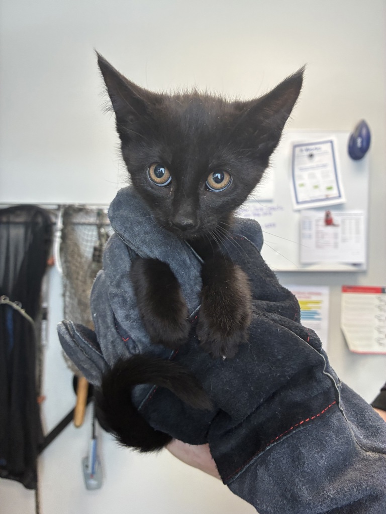Shelter Stray Female Cat last seen Near S Hummelstrasse Lane, Holladay, UT, 84117, 511 W 3900 S, Salt Lake City, UT 84123, USA