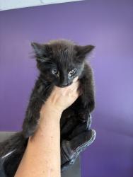 Shelter Stray Male Cat last seen Near S Hummelstrasse Lane, Holladay, UT, 84117, 511 W 3900 S, Salt Lake City, UT 84123, USA