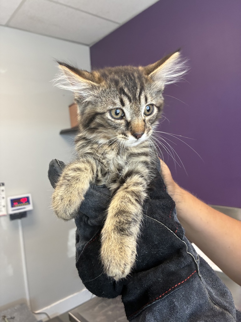 Shelter Stray Male Cat last seen Near S Hummelstrasse Lane, Holladay, UT, 84117, 511 W 3900 S, Salt Lake City, UT 84123, USA
