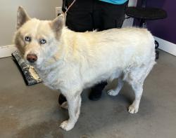 Shelter Stray Male Dog last seen Near W California, SALT LAKE CITY, UT, 84103, 511 W 3900 S, Salt Lake City, UT 84123, USA