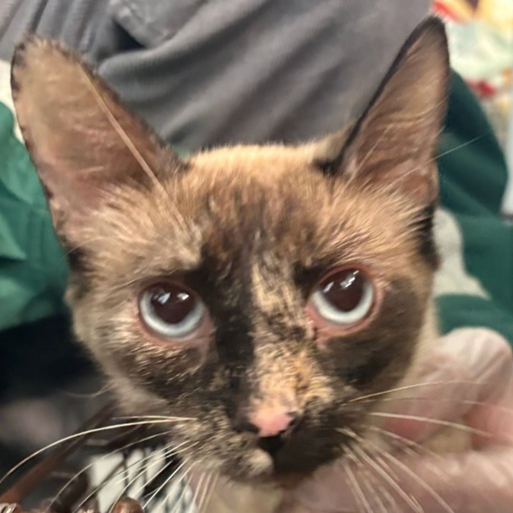 Shelter Stray Unknown Cat last seen Plaza Lane, DES MOINES, IA, 50320, Des Moines, IA 50313