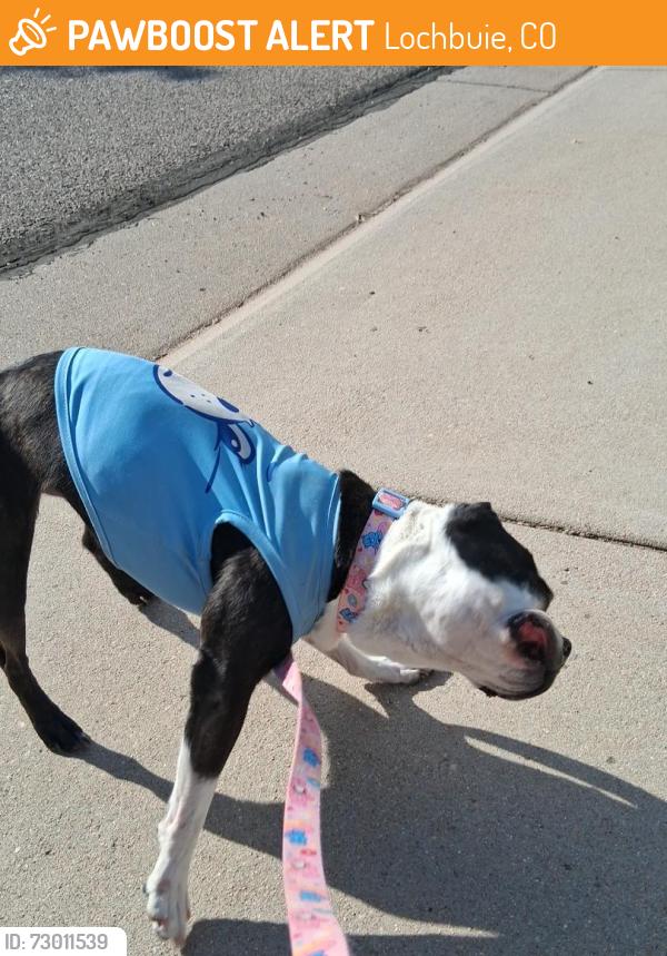 Found/Stray Female Dog last seen Locbuie colorado, Lochbuie, CO 80603