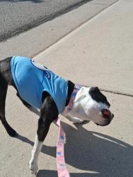 Found/Stray Female Dog last seen Locbuie colorado, Lochbuie, CO 80603