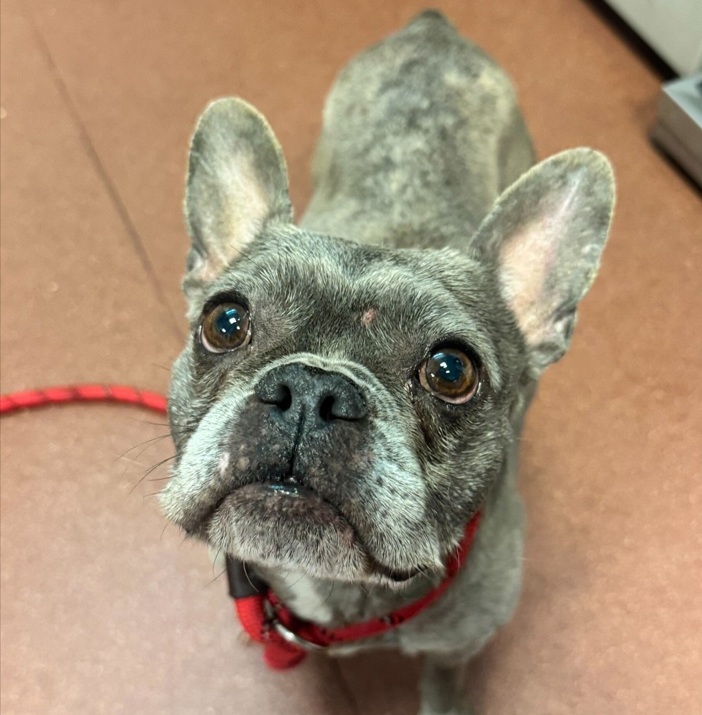 Shelter Stray Female Dog last seen Near Davis, SAN LEANDRO, CA, 94577, 8323 Baldwin St, Oakland, CA 94621, USA