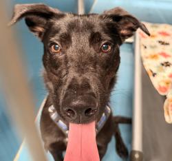 Shelter Stray Male Dog last seen Near Shields Street, San Diego, CA, 92124, 5500 Gaines St, San Diego, CA 92110, USA