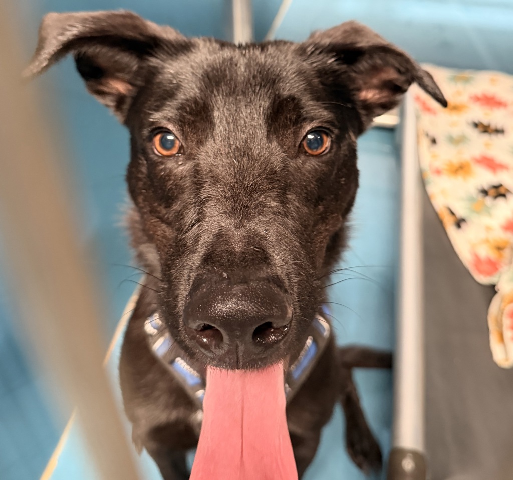 Shelter Stray Male Dog last seen Near Shields Street, San Diego, CA, 92124, 5500 Gaines St, San Diego, CA 92110, USA