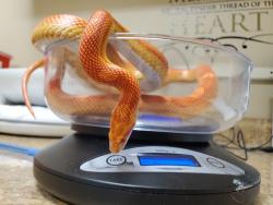 Shelter Stray Unknown Reptile last seen Near Cirque Court, Encinitas, CA, 92024, Oceanside, CA 92058, USA