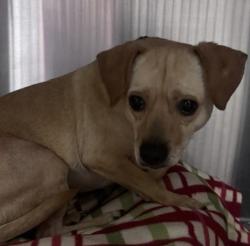 Shelter Stray Male Dog last seen Grape Park Street, Escondido, CA, 92026, Escondido, CA 92027, USA