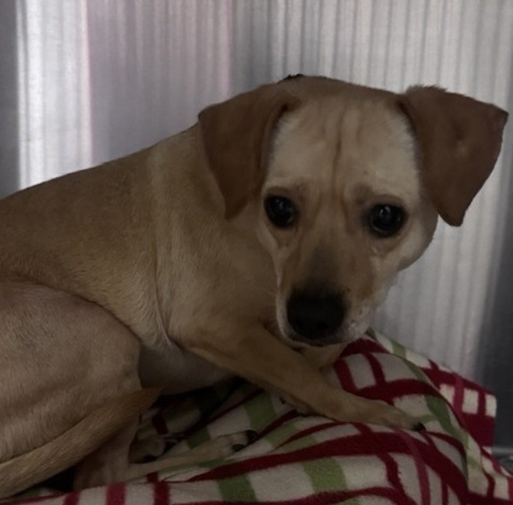 Shelter Stray Male Dog last seen Grape Park Street, Escondido, CA, 92026, Escondido, CA 92027, USA