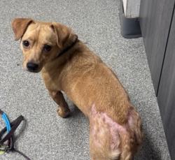 Shelter Stray Male Dog last seen Grape Park Street, Escondido, CA, 92026, Escondido, CA 92027, USA
