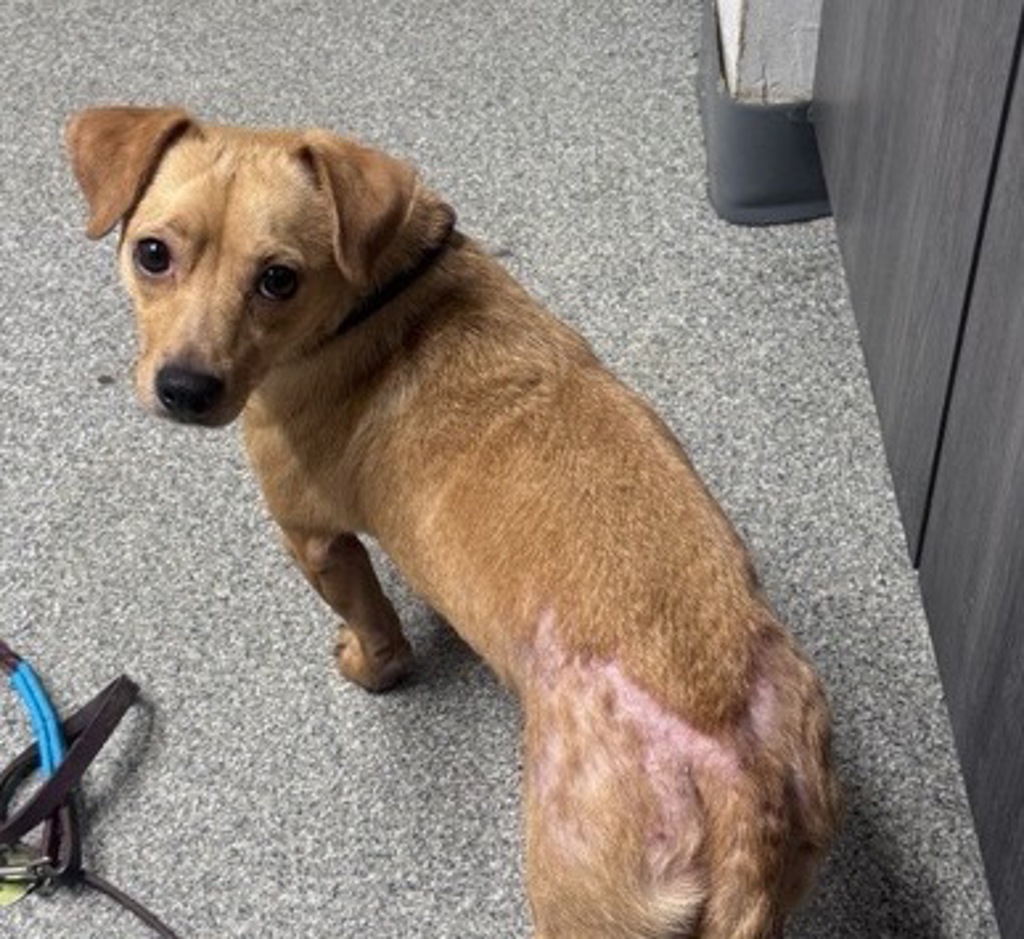Shelter Stray Male Dog last seen Grape Park Street, Escondido, CA, 92026, Escondido, CA 92027, USA