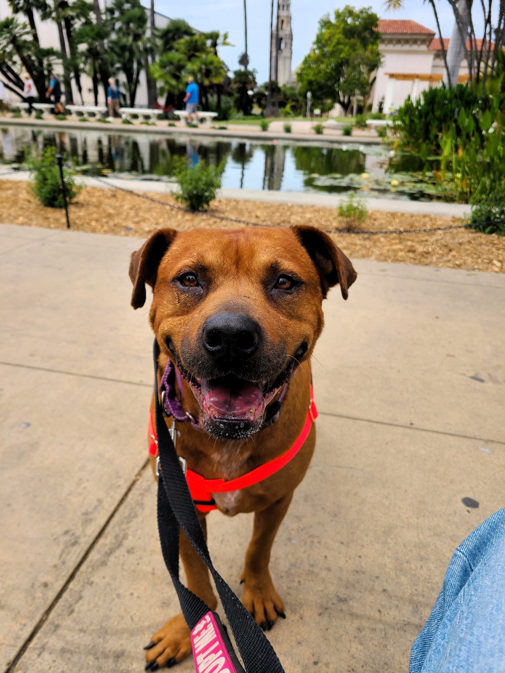 Shelter Stray Male Dog last seen Near Logan Avenue, San Diego, CA, 92113, 5500 Gaines St, San Diego, CA 92110, USA