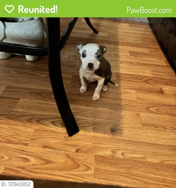 Reunited Male Dog last seen Pate circle, old Smithfield road , Wayne County, NC 27530