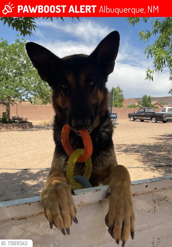 Lost Male Dog last seen Coors and western trail, Albuquerque, NM 87120