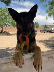 Lost Male Dog last seen Coors and western trail, Albuquerque, NM 87120