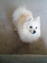 Found/Stray Male Dog last seen St. Joseph's school , El Paso, TX 79903