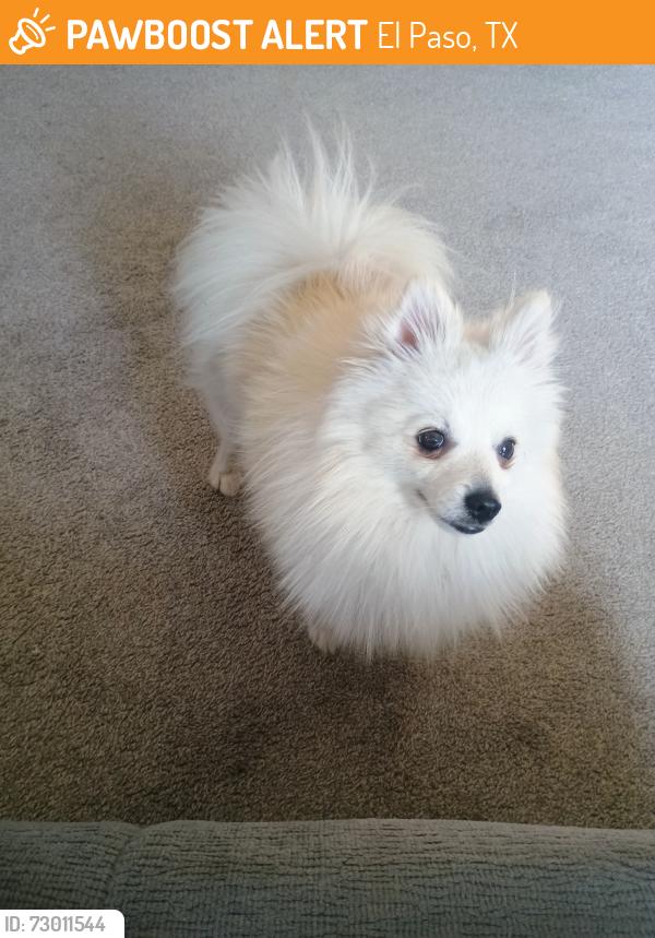 Found/Stray Male Dog last seen St. Joseph's school , El Paso, TX 79903
