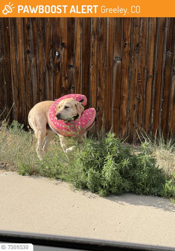 Found/Stray Female Dog last seen 3rd St and 48th Ave Ct , Greeley, CO 80634