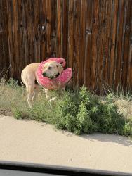 Found/Stray Female Dog last seen 3rd St and 48th Ave Ct , Greeley, CO 80634