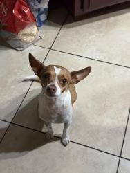 Lost Male Dog last seen Cedar and Merrill , Rialto, CA 92376